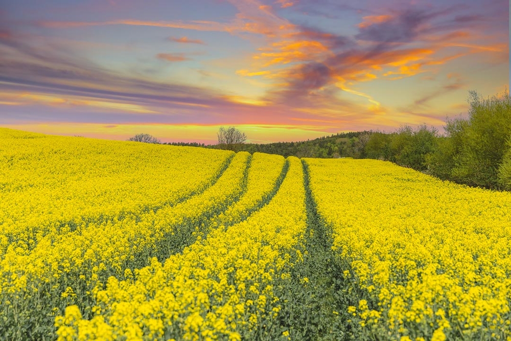 img of Yellow Land