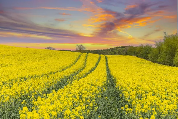 img of Yellow Land